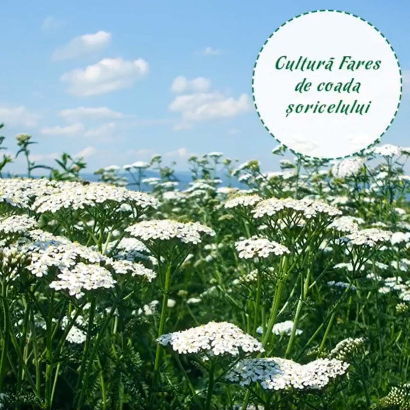 Ceai Coada Soricelului, Fares - Delumani - Magazin Online Romanesc 